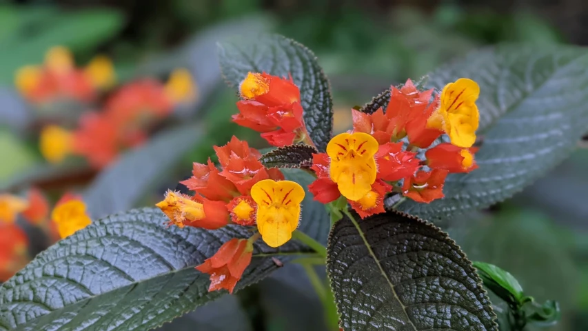 small orange and yellow flowers growing on green leaves