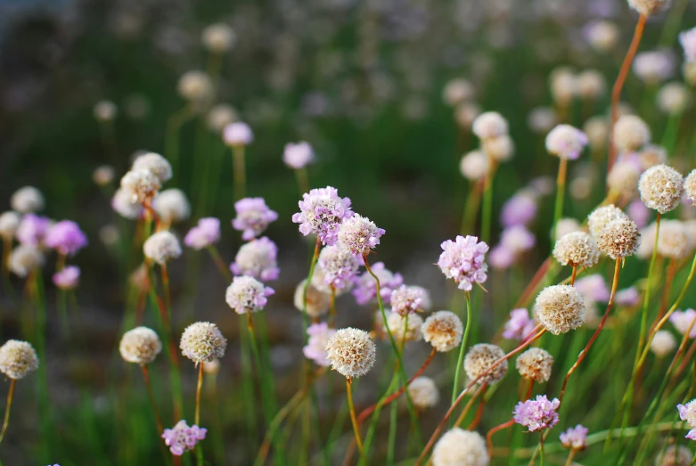 the tall plants are blooming with tiny flowers