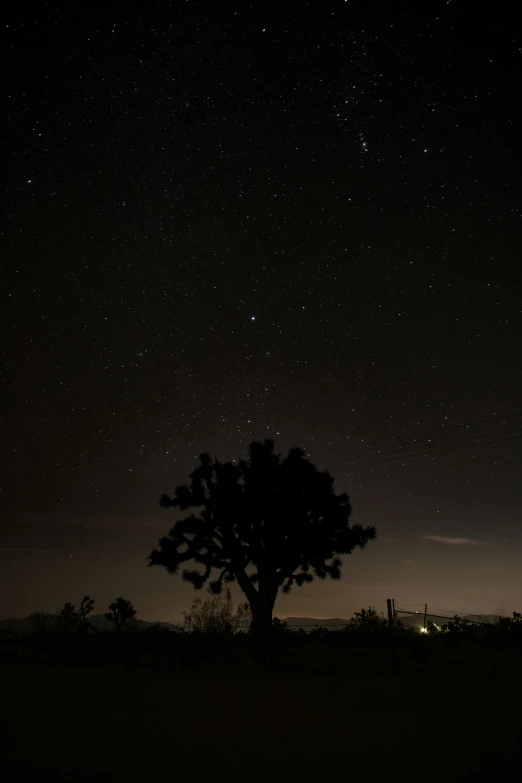 tree and stars lite up on a nighttime sky