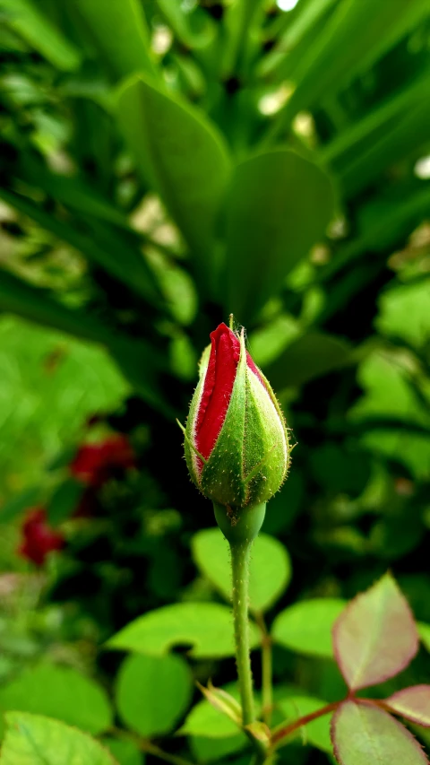 the bud of the red flower is sitting near green leaves
