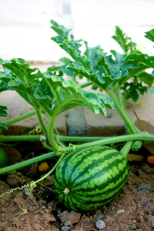 a vegetable plant with long, green leaves and very large watermelon