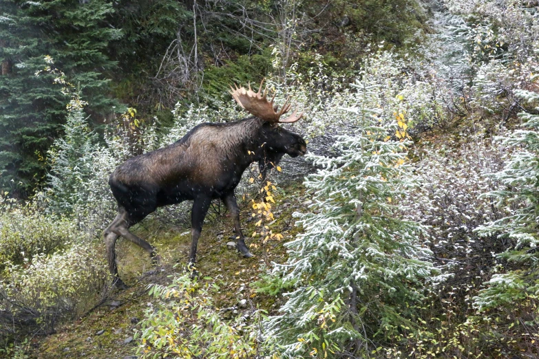 a bull in the woods has been eating plants