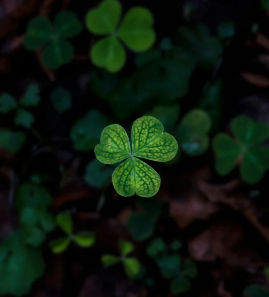 the four leaf clover is in the middle of a green background