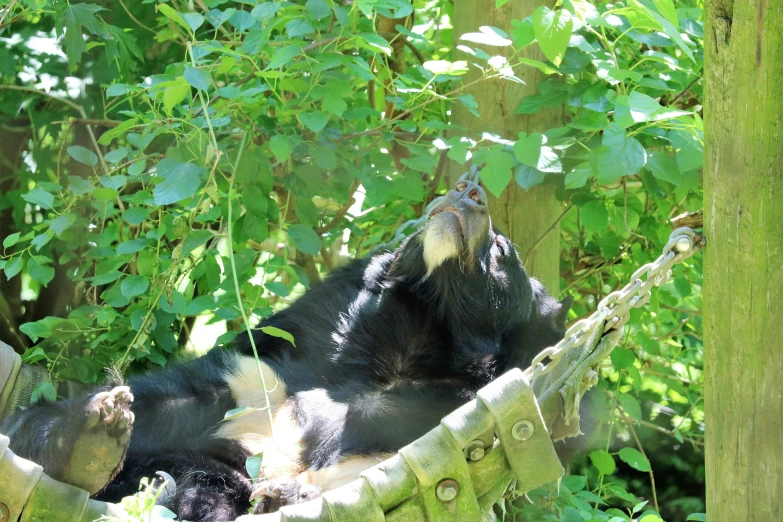 a black bear cub on top of a hammock