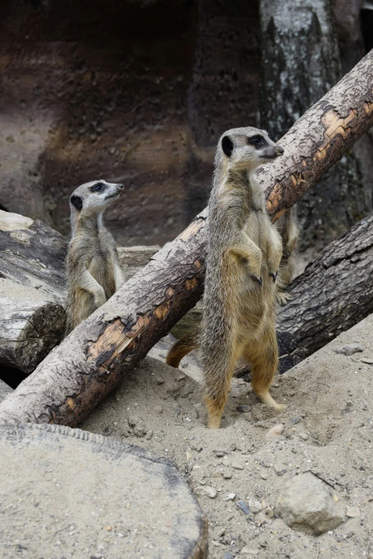 two cute little animals standing on a rock