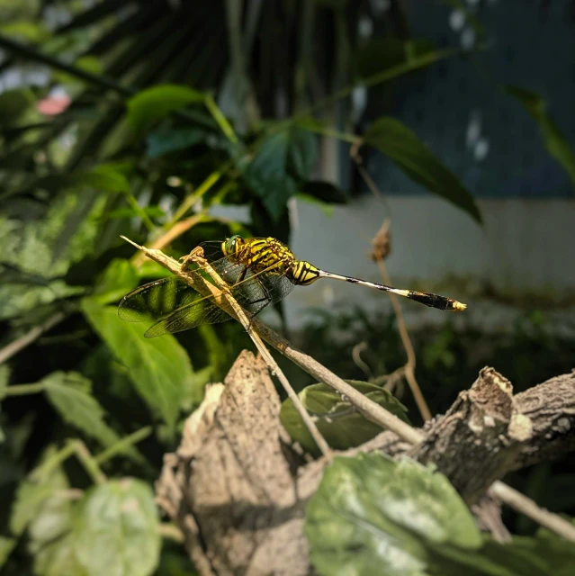 a dragon flys over some nches in the forest