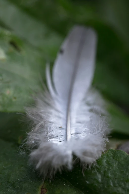 a white feather on top of green leaves