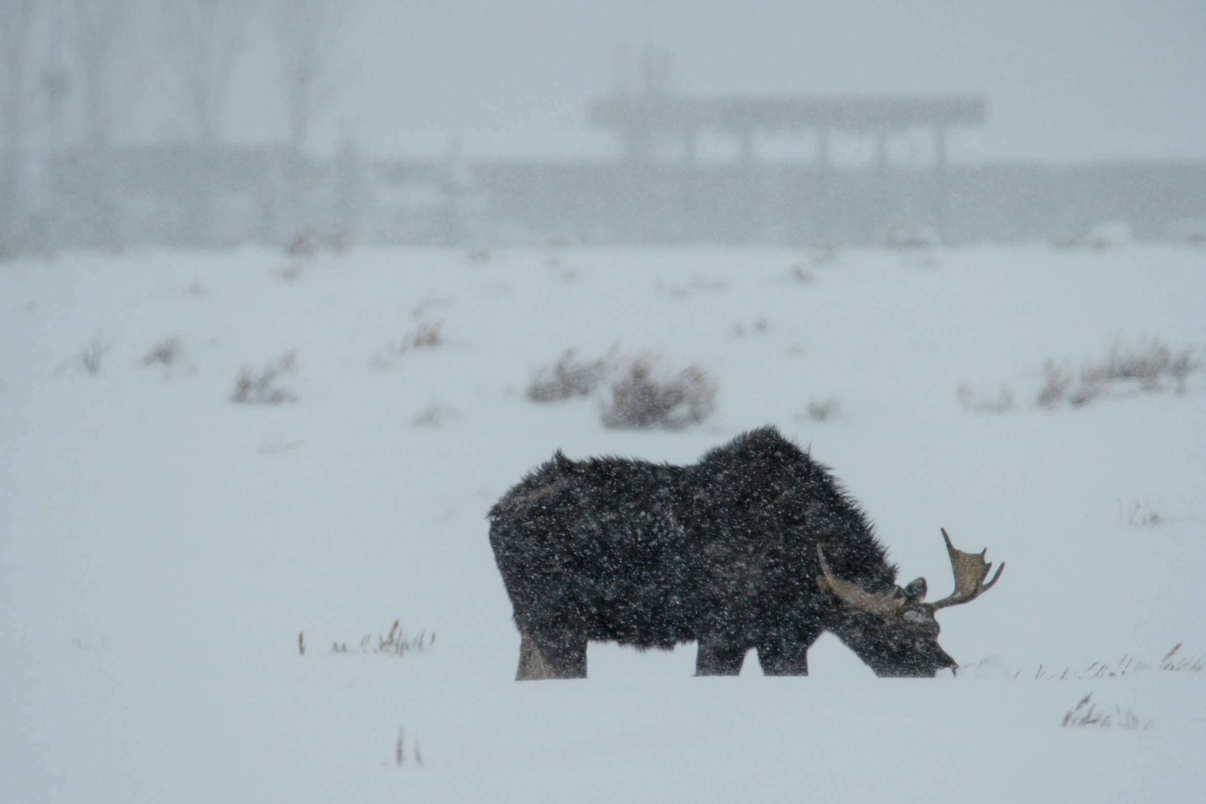 a lone moose in the snow with a bridge behind it