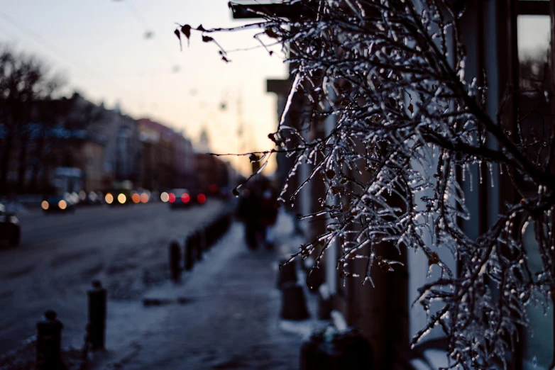 a snow covered tree nch sitting next to a road