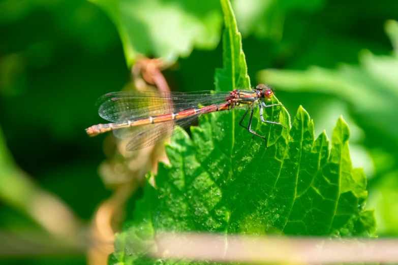 two colorful dragonflys are perched on a green leaf