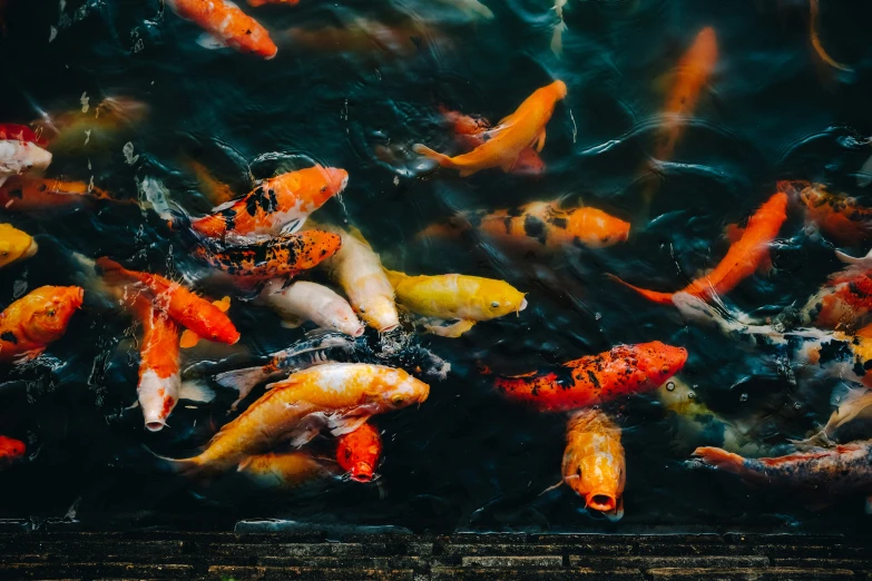 a large group of fish swim in a pond