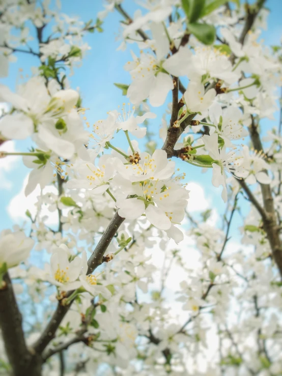 white flowers are growing on the nches of trees