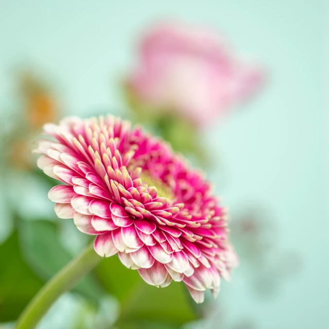 some pink and white flowers on a green stalk