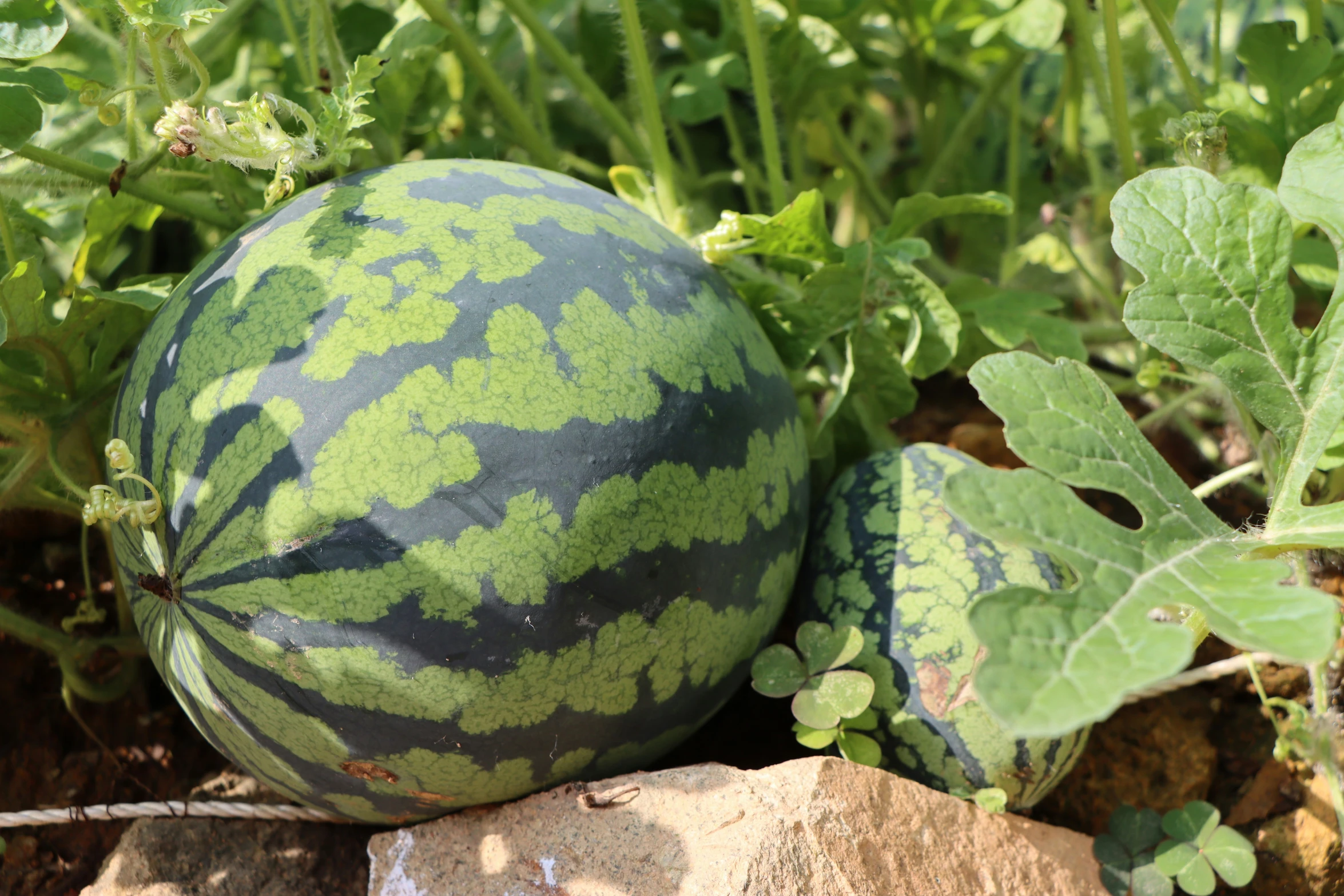 an abstract design of green leaves is placed on top of the watermelon