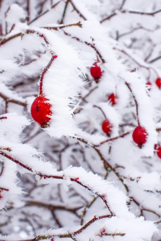 a snow covered tree nch with two red apples