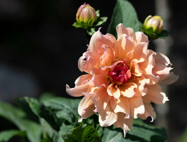 an orange flower is open with its blooming petals