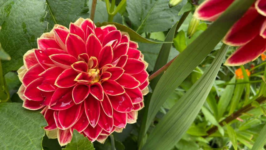 red and yellow flowers in a garden