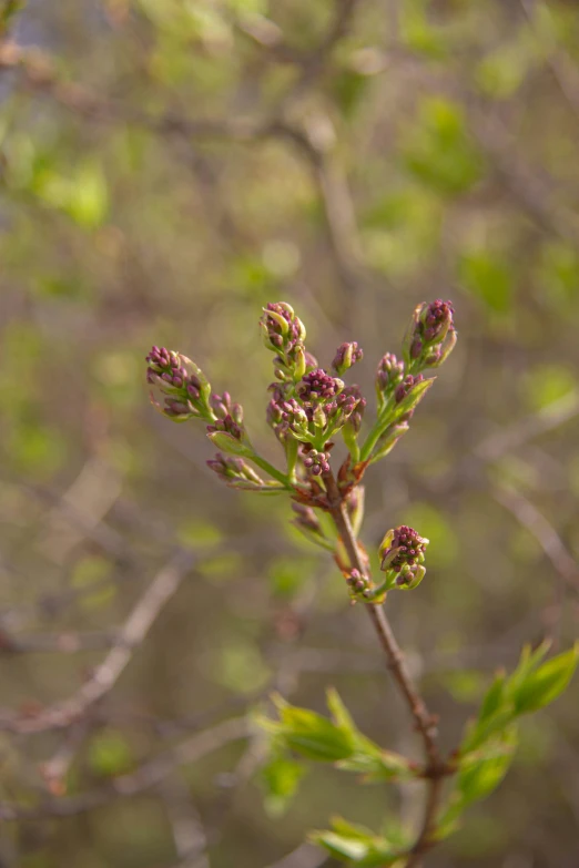 buds and leaves on a tree in a forest