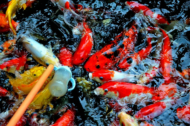 many colorful fish in a pond of water