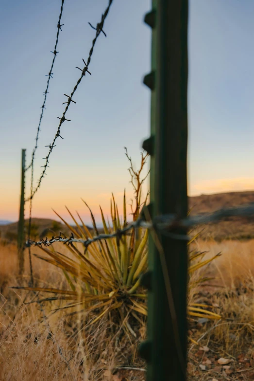 a plant is growing by a barbed wire fence