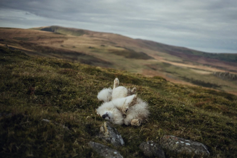 an upturned white animal has fallen on the side of a mountain