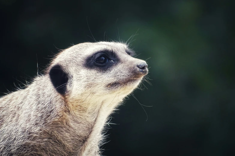 a close up of a meerkat looking upwards