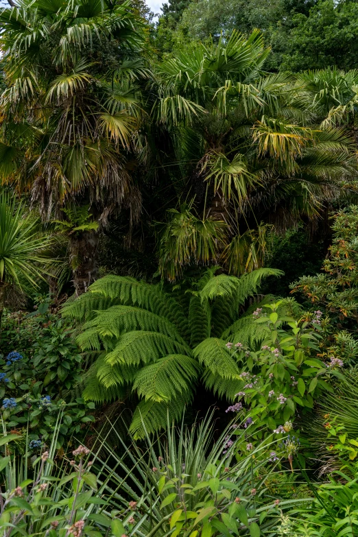 some trees and flowers in a jungle like area