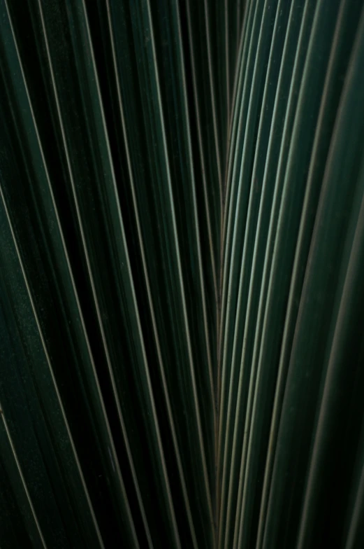 the details of a green plant with ridges in the center