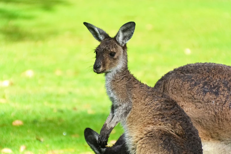 two kangaroos are sitting close to each other