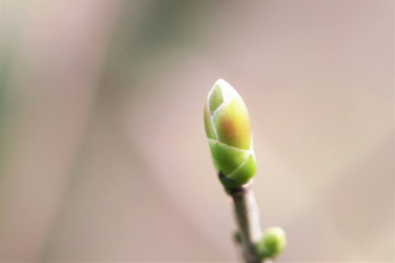 a single bud on the end of a small, thin plant