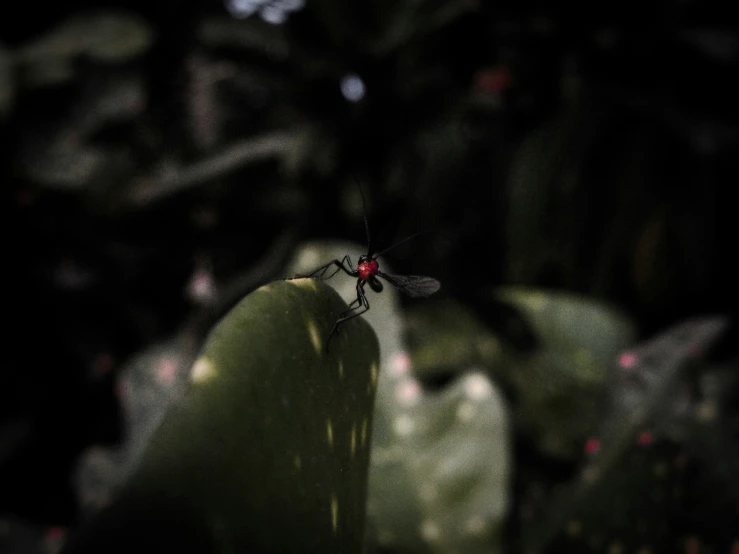 a fly sits on a green flower in front of a black background