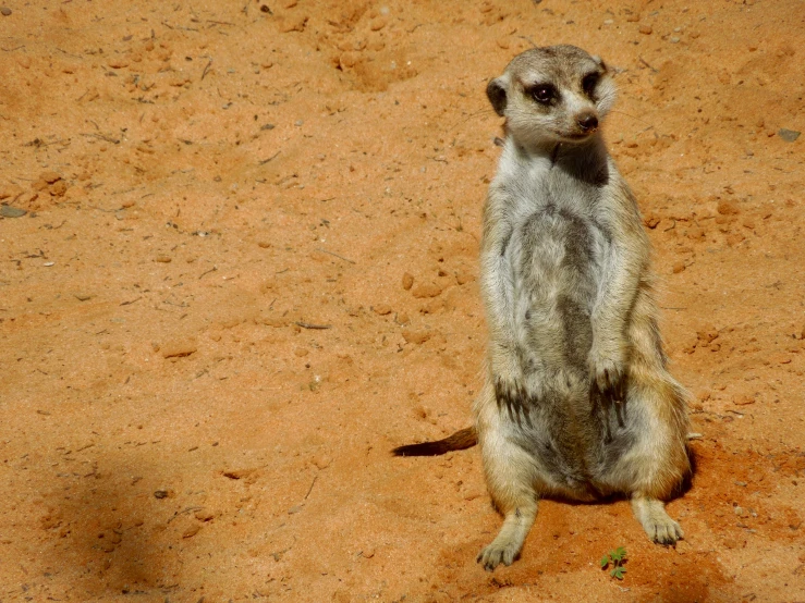 a meerkat standing in the desert, looking at soing