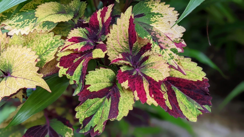 a close up of a colorfully colored plant