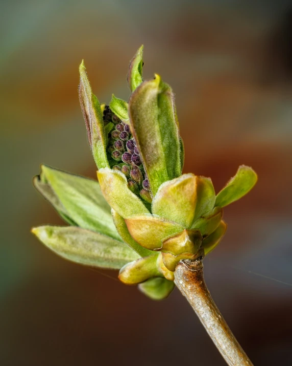 the budding of an unripe flower is open