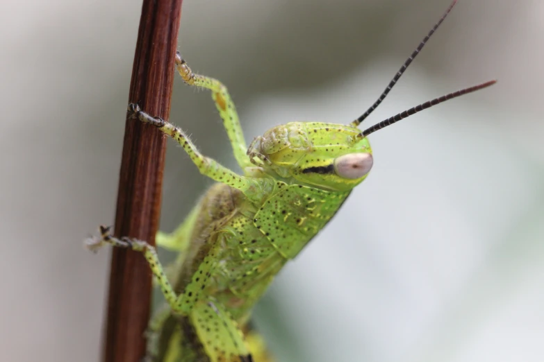 a close up of a green insect on a leaf