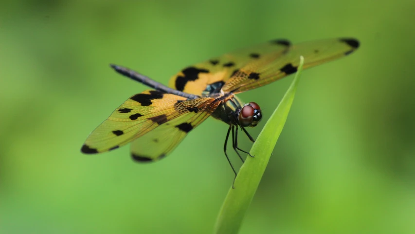 a couple of yellow dragonflies sit on top of a blade