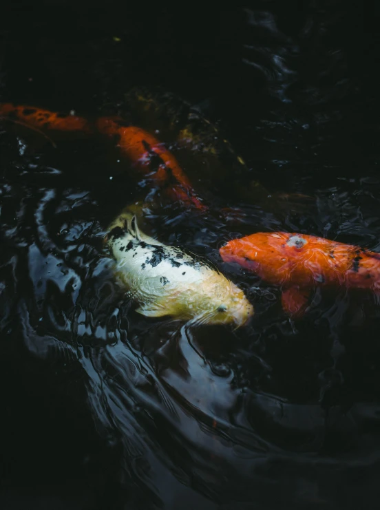 two colorful fishes swimming close to each other