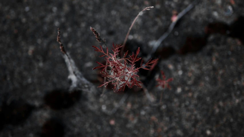 the flower is growing on the cement with little leaves