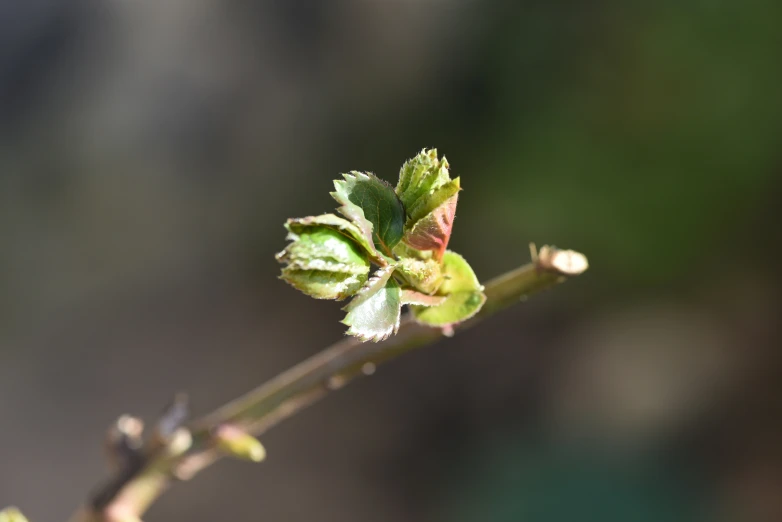 there is a small nch with buds just beginning to bud off