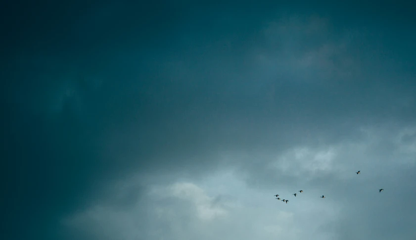 birds flying in the sky with many clouds