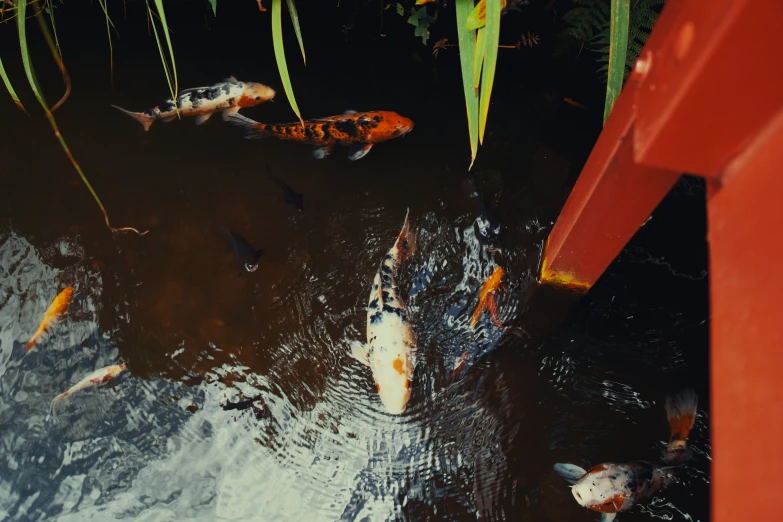 fish in a pond surrounded by a red pillar and plants