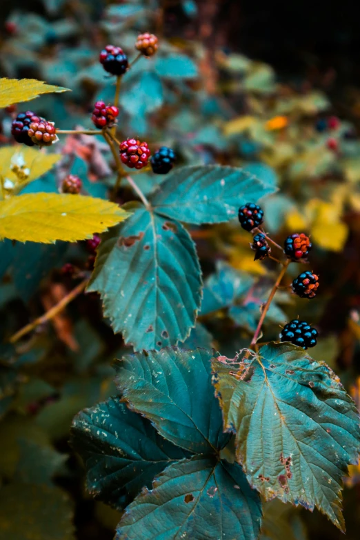 blue berry plants are on a tree nch