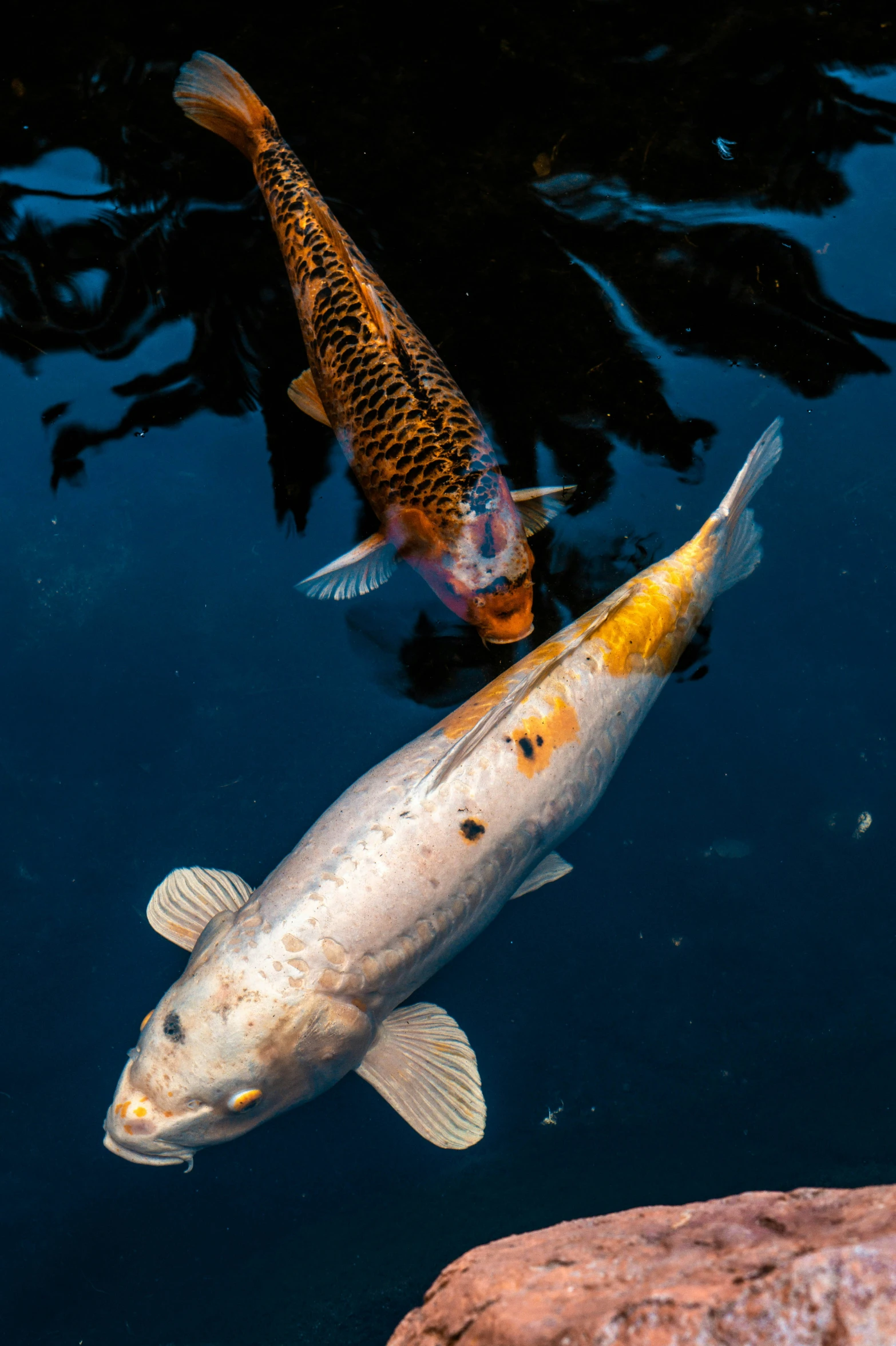 a couple of fish floating in a pond