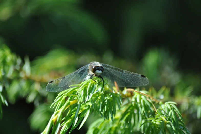 two flies are perched on the leaves of a tree
