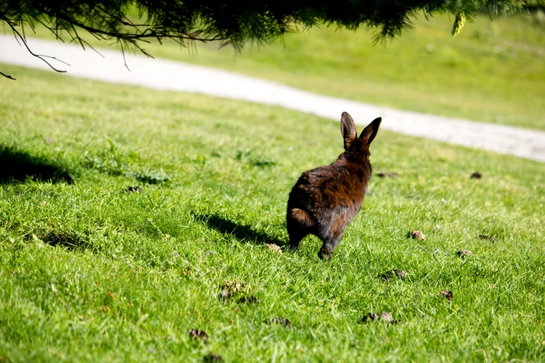 an animal that is standing in the grass