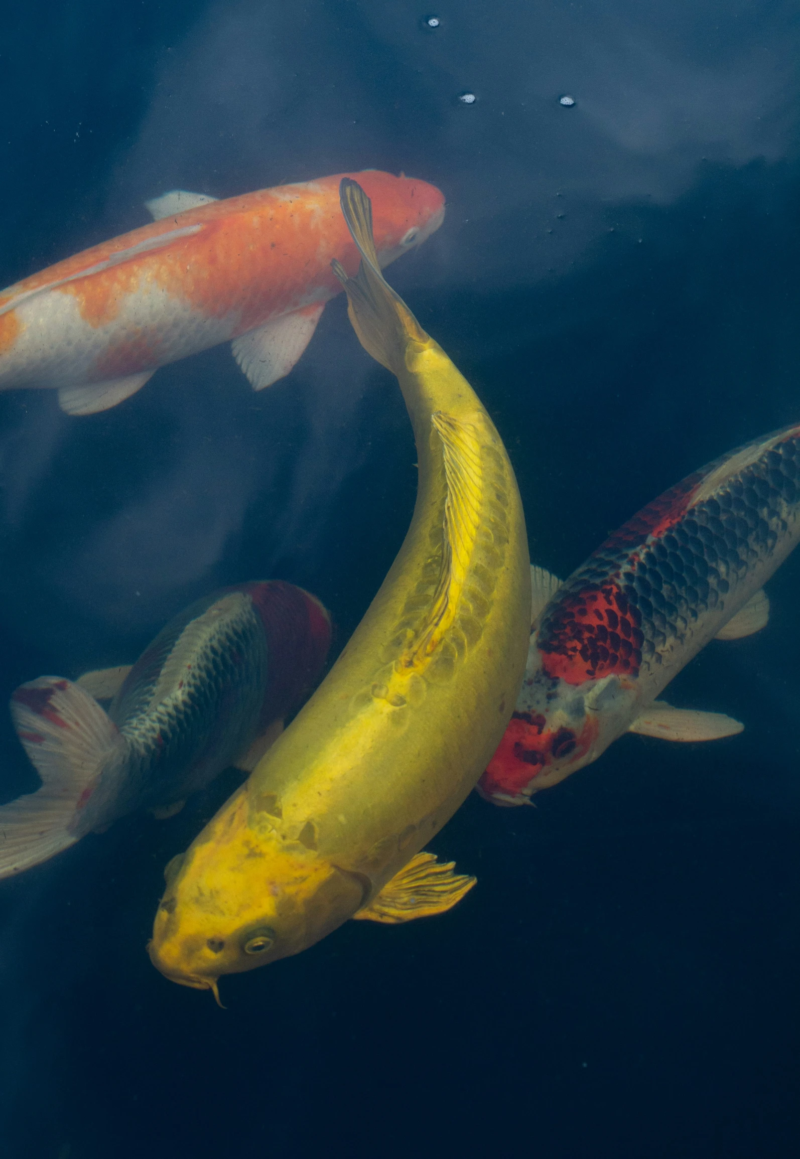 a yellow and red fish swimming in a pond