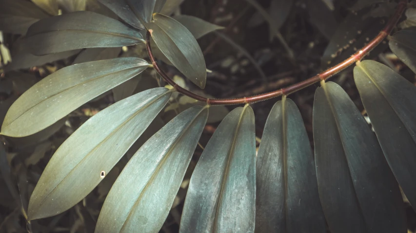 a po of some leaves on a tree