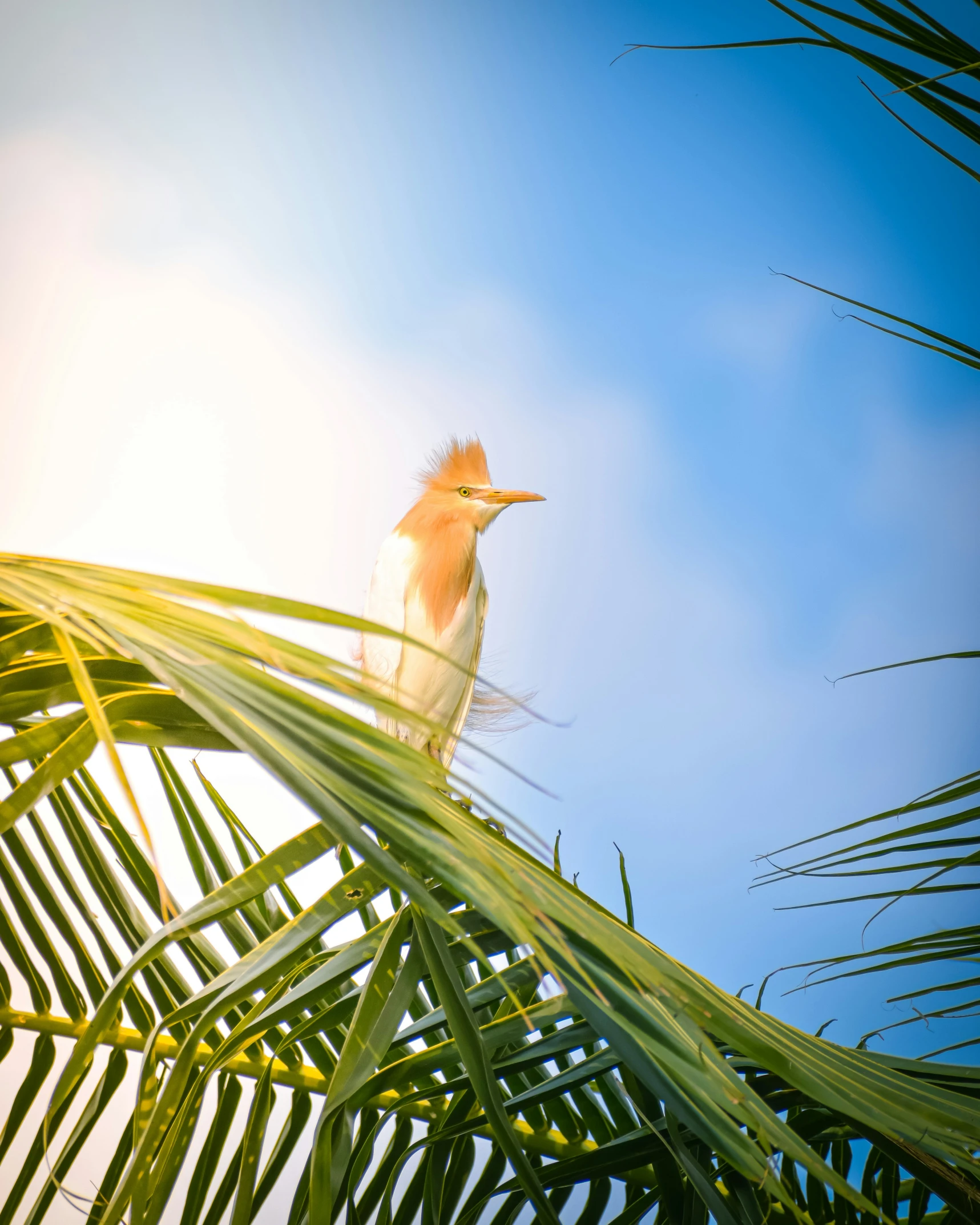 a yellow bird perched on top of a palm tree