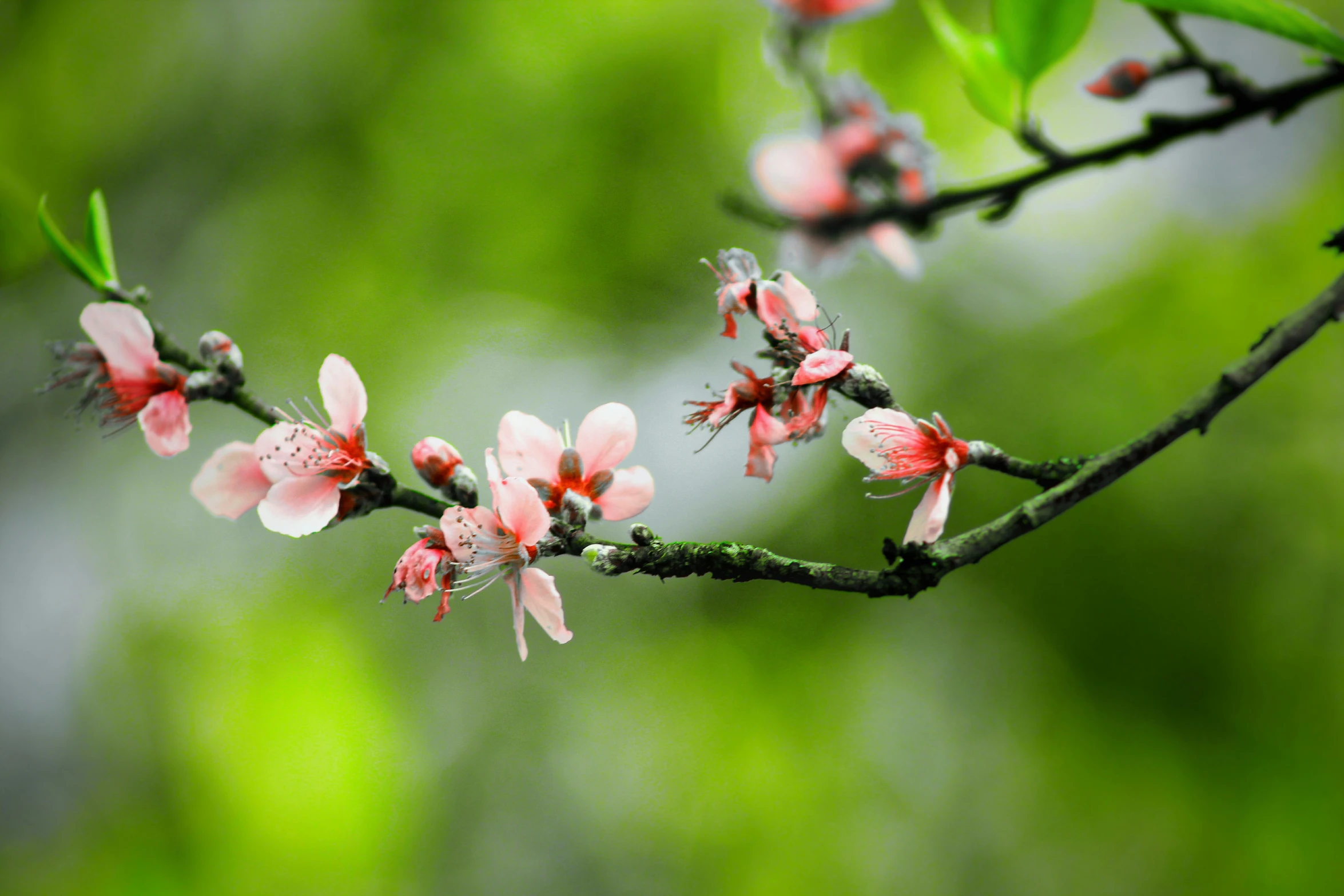 a pink flower blooming on a twig with green background