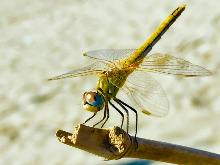 a dragon flys on the stick of a leaf